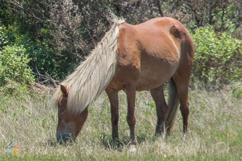 Shackleford Banks Wild Horses - CrystalCoast.com