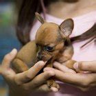 Information on Care for the Teacup Chihuahua | Dog Care - Daily Puppy