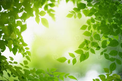 Closeup of beautiful nature view green leaf on blurred greenery background in garden with copy ...