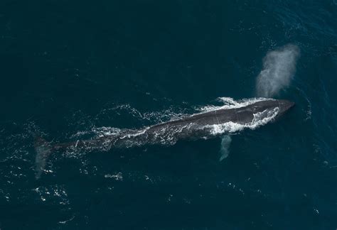 Blue Whale | SRI LANKA | Christopher Michel | Flickr