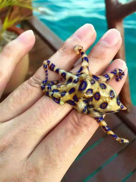 Australia Is The Land Of ‘Nope’, And Here Are 40 Pictures Proving It ...