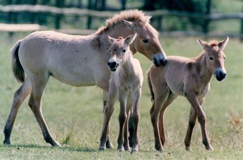 Scientists reconstruct genome of 800,000-years-old horse after ...