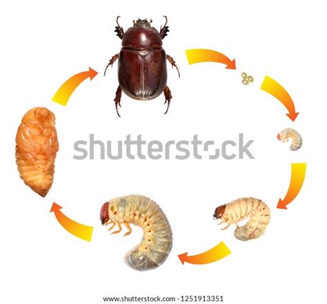 2,258 Beetles Life Cycle Royalty-Free Images, Stock Photos & Pictures | Shutterstock