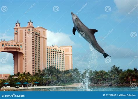 Atlantis Dolphin Cay Experience Stock Photo - Image of mammals ...