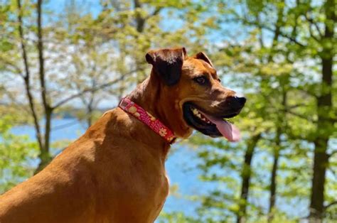 Boxer Great Dane Mix: A Goofball, Yet A Serious Guard Dog