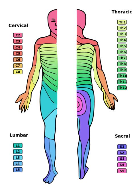 Shingles Dermatome Chart