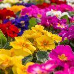 Tips & Information about Primroses - Gardening Know How