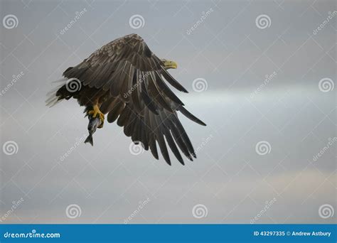 Eagle With Prey. Stock Photo - Image: 43297335