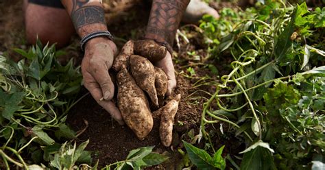 Maori goodness – Telegraph