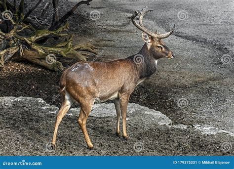 Eld`s deer male 12 stock image. Image of herbivore, horn - 179375331