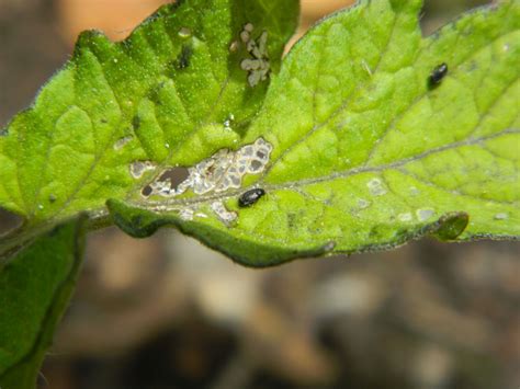 Gardens + Insects: Black Bugs on Tomato Plant Revisited - ANSWERED