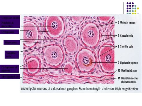 PPT - Histology of Nervous Tissue PowerPoint Presentation, free ...