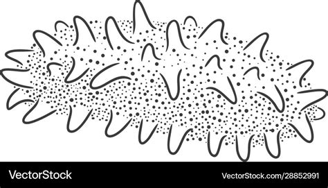 Sea cucumber Royalty Free Vector Image - VectorStock