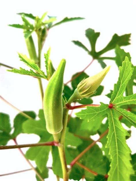 Lady's Finger / Ladies' Fingers (Okra) » Edible Plant • TJG