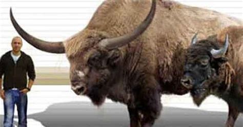 Royal Alberta Museum Gets Gigantic Ice Age Bison Skull | HuffPost Canada