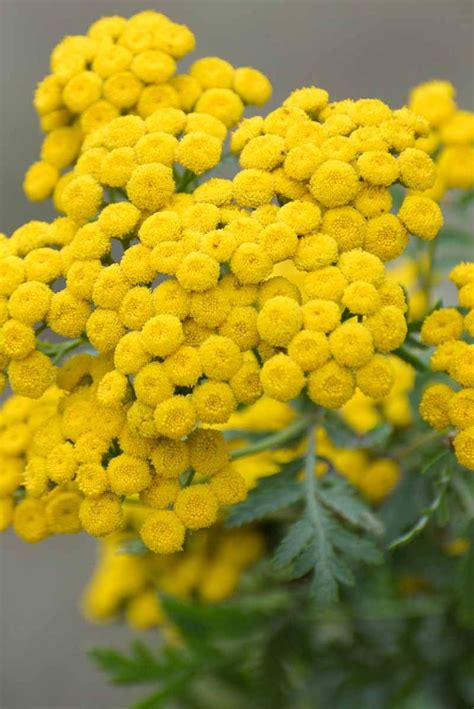 13 of the Best Yarrow Varieties for the Home Garden | Gardener’s Path | Small yellow flowers ...