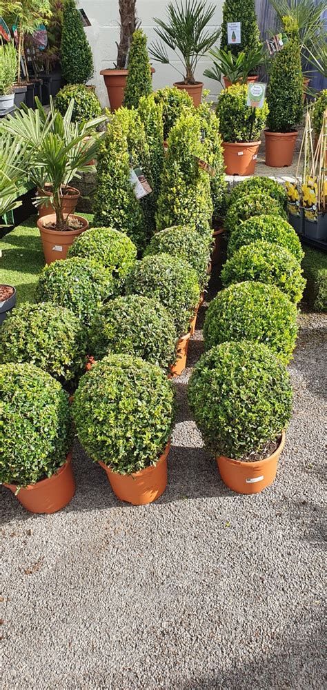 BUXUS TOPIARY - michelles garden centre