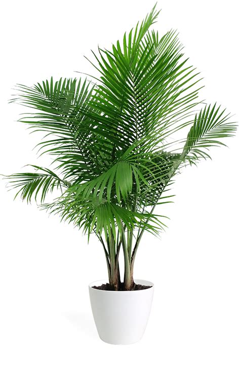 Majesty Palm Houseplant – Chelsea Garden Center