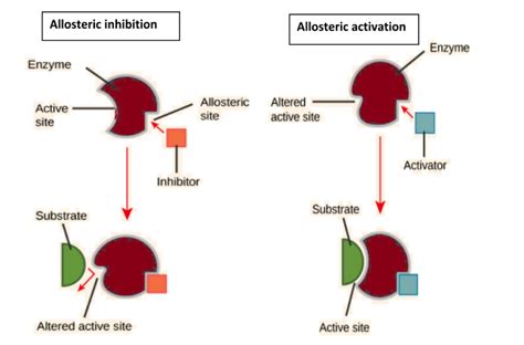 What Are Allosteric Enzymes