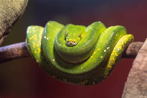 Green Tree Python – Free To Use Images