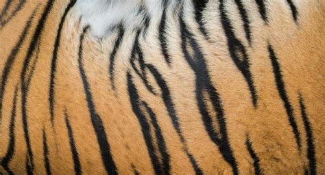 Tiger Fur Stock Photos, Images and Backgrounds for Free Download