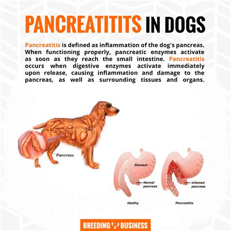 Digestive Enzymes For Dogs — Definition, Reviews, Buying Guide & FAQ