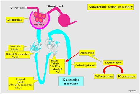 Aldosterone and Renin-Angiotensin System - Labpedia.net