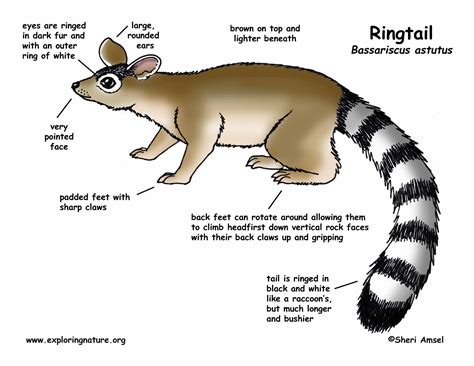 Ringtail