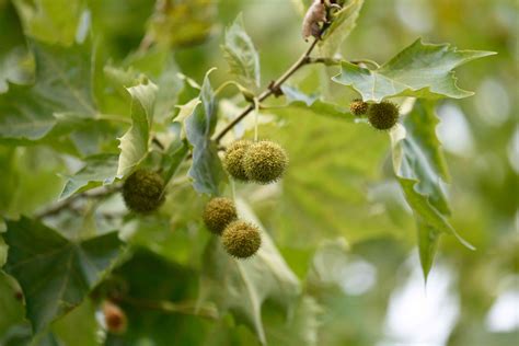 How to Grow and Care for a Sycamore Tree