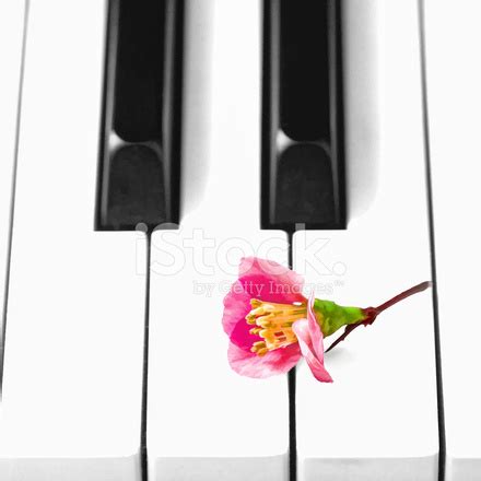 Piano Keys And Flower,Painting Effect Stock Photo | Royalty-Free | FreeImages