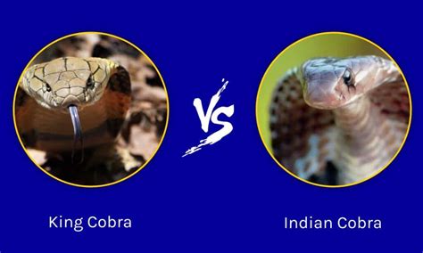 Indian Cobra Vs King Cobra: Which Is Better For You In 2023?