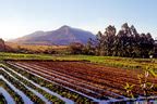 Irrigated fields | Swaziland Landscapes | Raingod