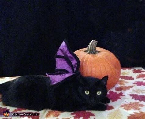 Bat Cat Costume | DIY Costumes Under $35 - Photo 2/2 | Cat halloween ...