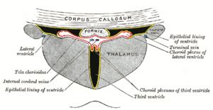 Fornix (neuroanatomy) - Ascension Glossary