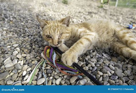 Cat with only one eye stock photo. Image of blind, closeup - 276654712