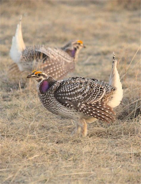 47 best Saskatchewan Wildlife images on Pinterest