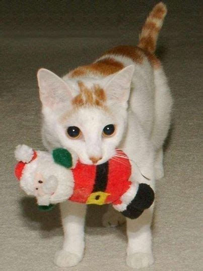 20 Cats That Look Absolutely Adorable Playing With Their Toys | Cats, Cats and kittens, Crazy cats