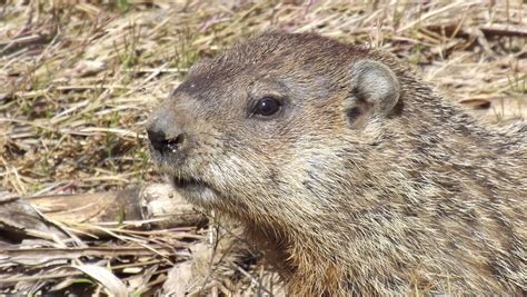 Free photo: Groundhog, Woodchuck, Whistlepig - Free Image on Pixabay ...