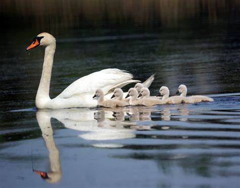 Incredibly Cute Baby Swans- New Jersey Bird Photos