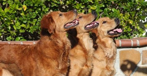 Selecting a Breeder - Golden Retriever Club of America