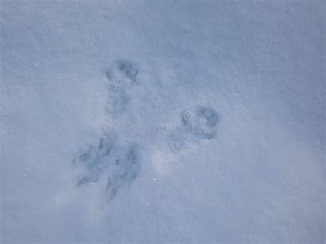 Red Squirrel Tracks In Snow