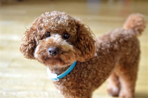 10 Healthiest Dog Breeds—Dogs with the Fewest Health Problems | Reader's Digest