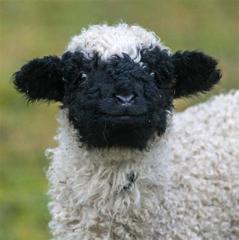 Just a Valais Blacknose Sheep smiling back at you : r/aww