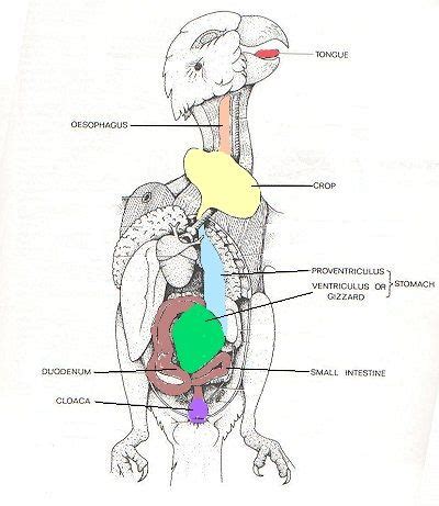 Find out how your budgie digests its food with this introduction to budgie digestion. | Budgies ...