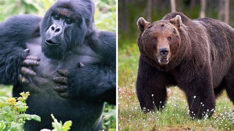 Gorilla vs Grizzly bear Fight, Size, Strength Updated 2022 - Zoological World