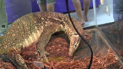 The Rollicking Reptiles of Repticon Atlanta - YouTube