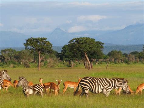 Mikumi National Park Tanzania, Attractions, Activities & Lodges