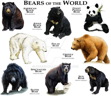 Bears of the World by rogerdhall on DeviantArt