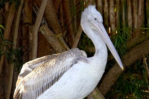 Pelican | San Diego Zoo Animals & Plants