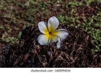 Categoría «Flor de sacuanjoche» de fotos de stock, 149 imágenes ...